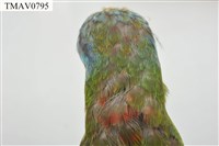 五色鳥藏品圖，第8張